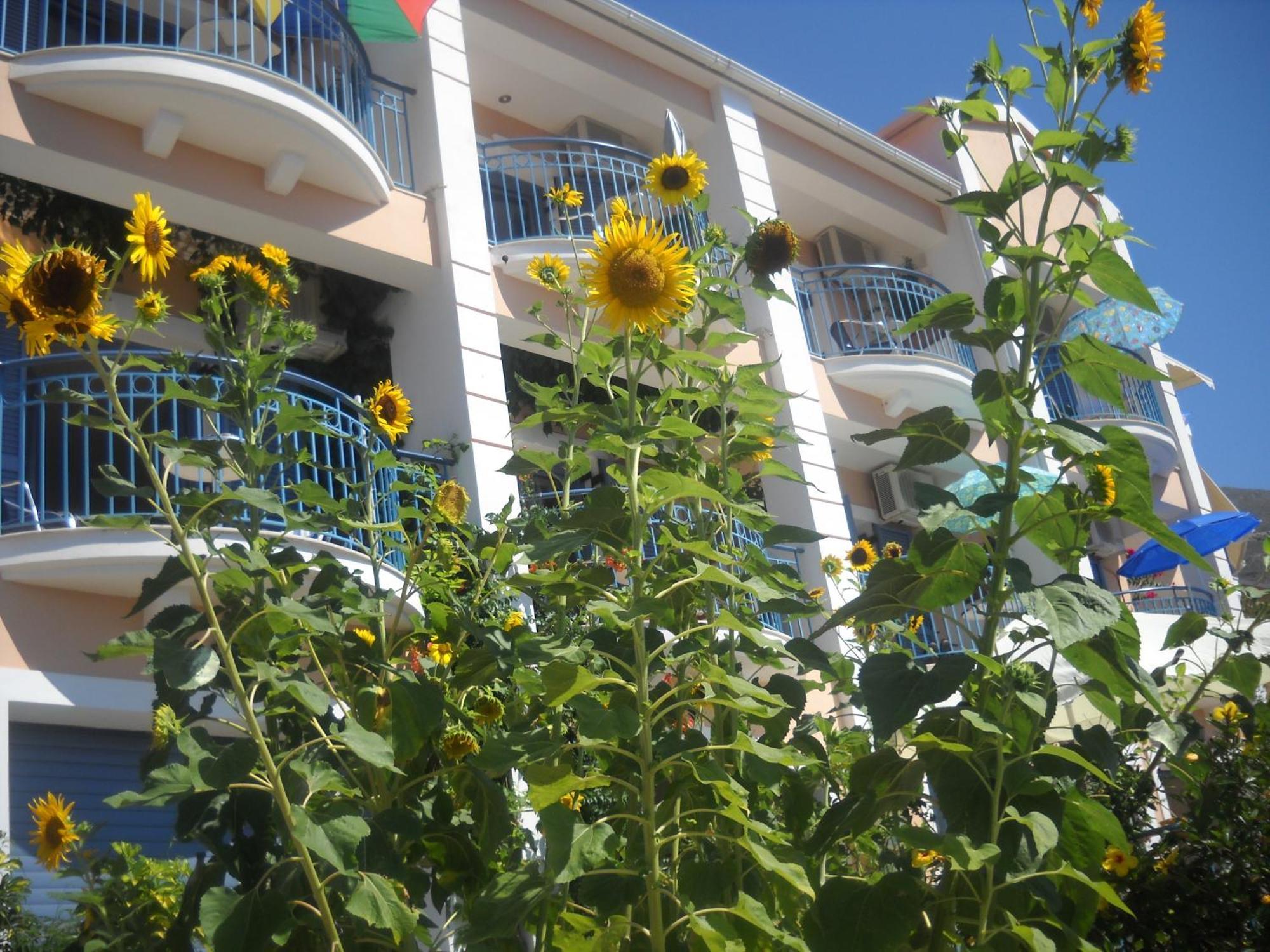 Olive Bay Hotel Agia Efimia Екстериор снимка